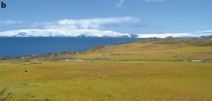 Antarctica has turned green due to global warming: the vegetation cover has increased more than 10 times. Recent photos