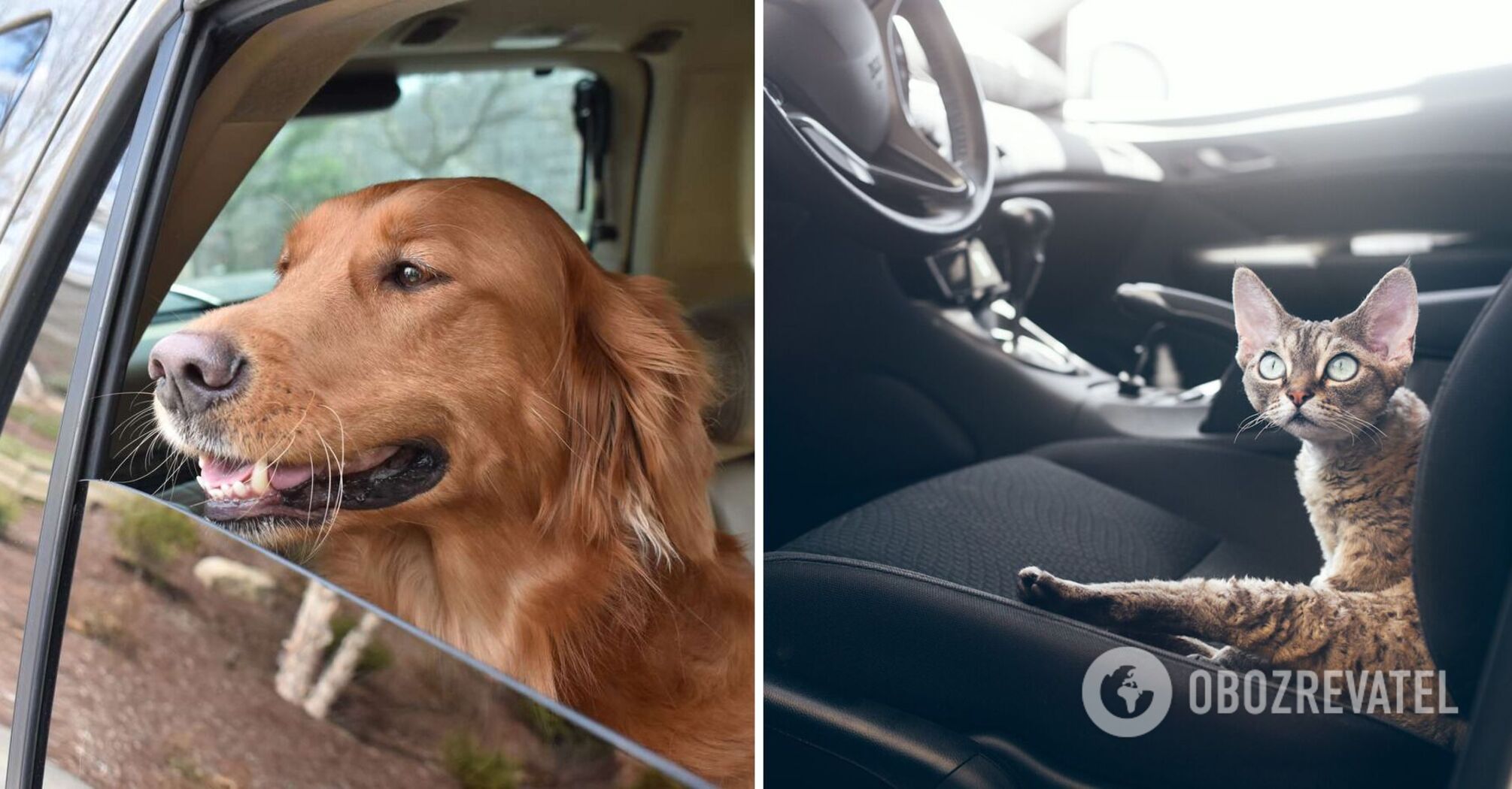 How to easily remove pet hair from car upholstery: an unexpected way