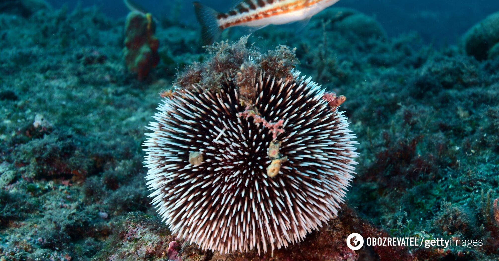 Scientists shoot stunning video of sharks greedily devouring sea urchins with spines