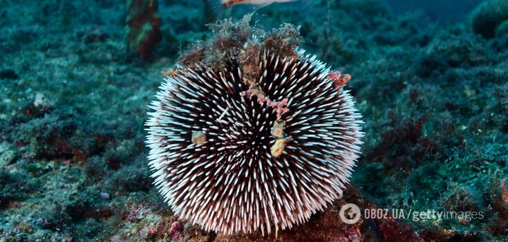 Scientists shoot stunning video of sharks greedily devouring sea urchins with spines