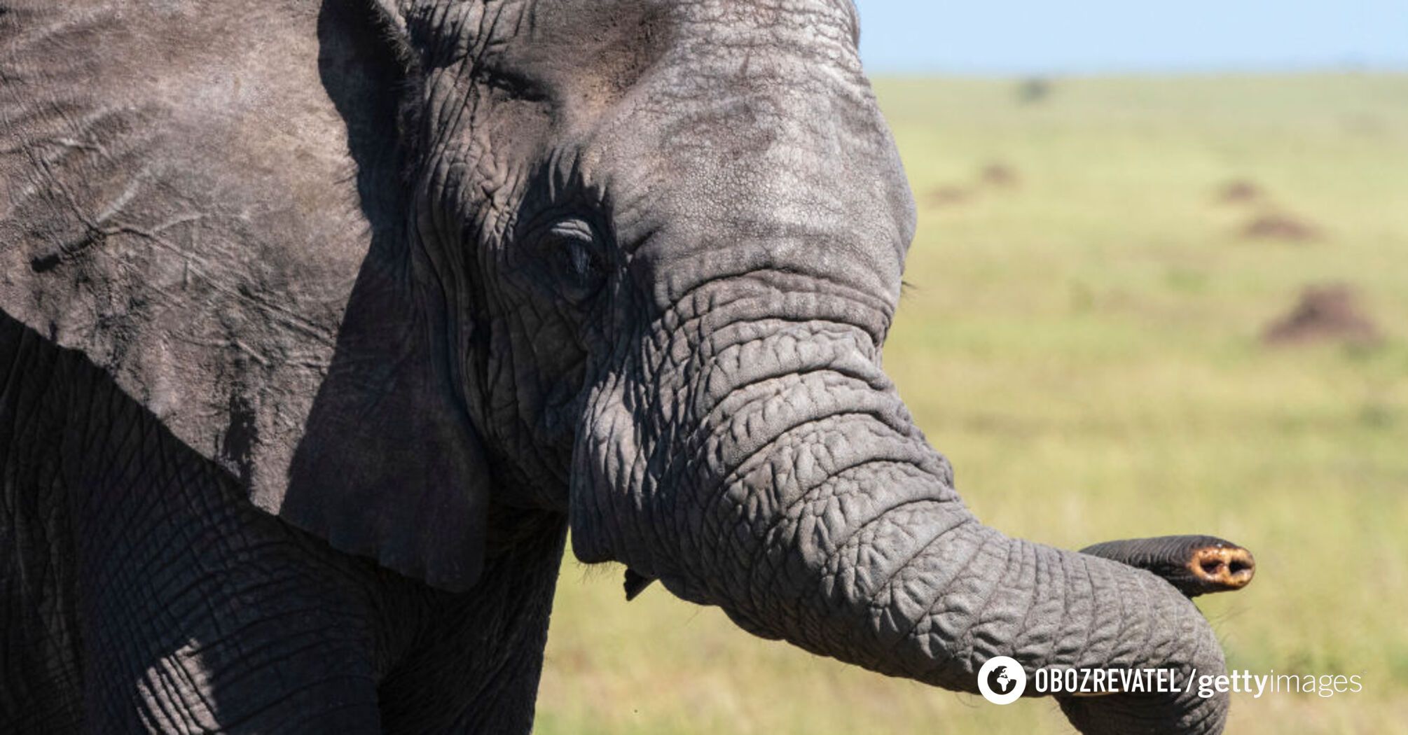 Where do elephants get their wrinkles: scientists have discovered interesting facts