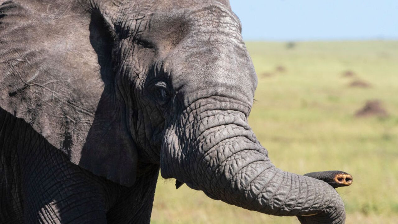 Where do elephants get their wrinkles: scientists have discovered interesting facts