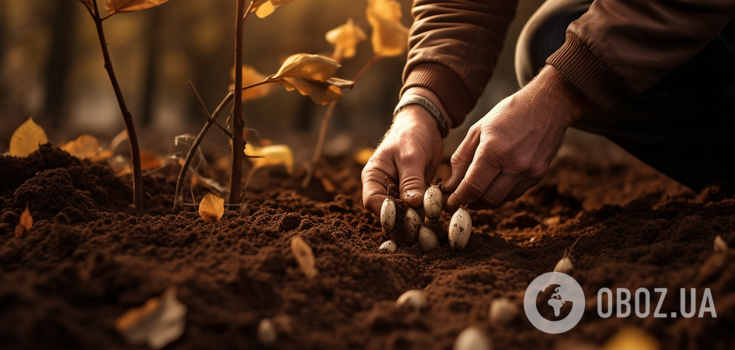 When and what to plant in November: favorable dates