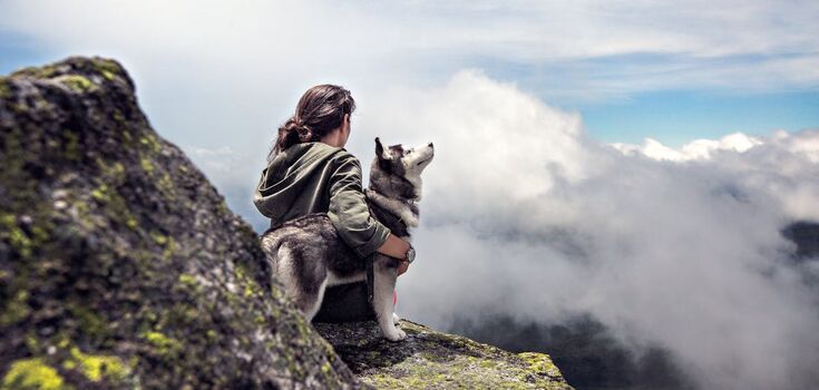 Warm and touching: the best movies about dogs