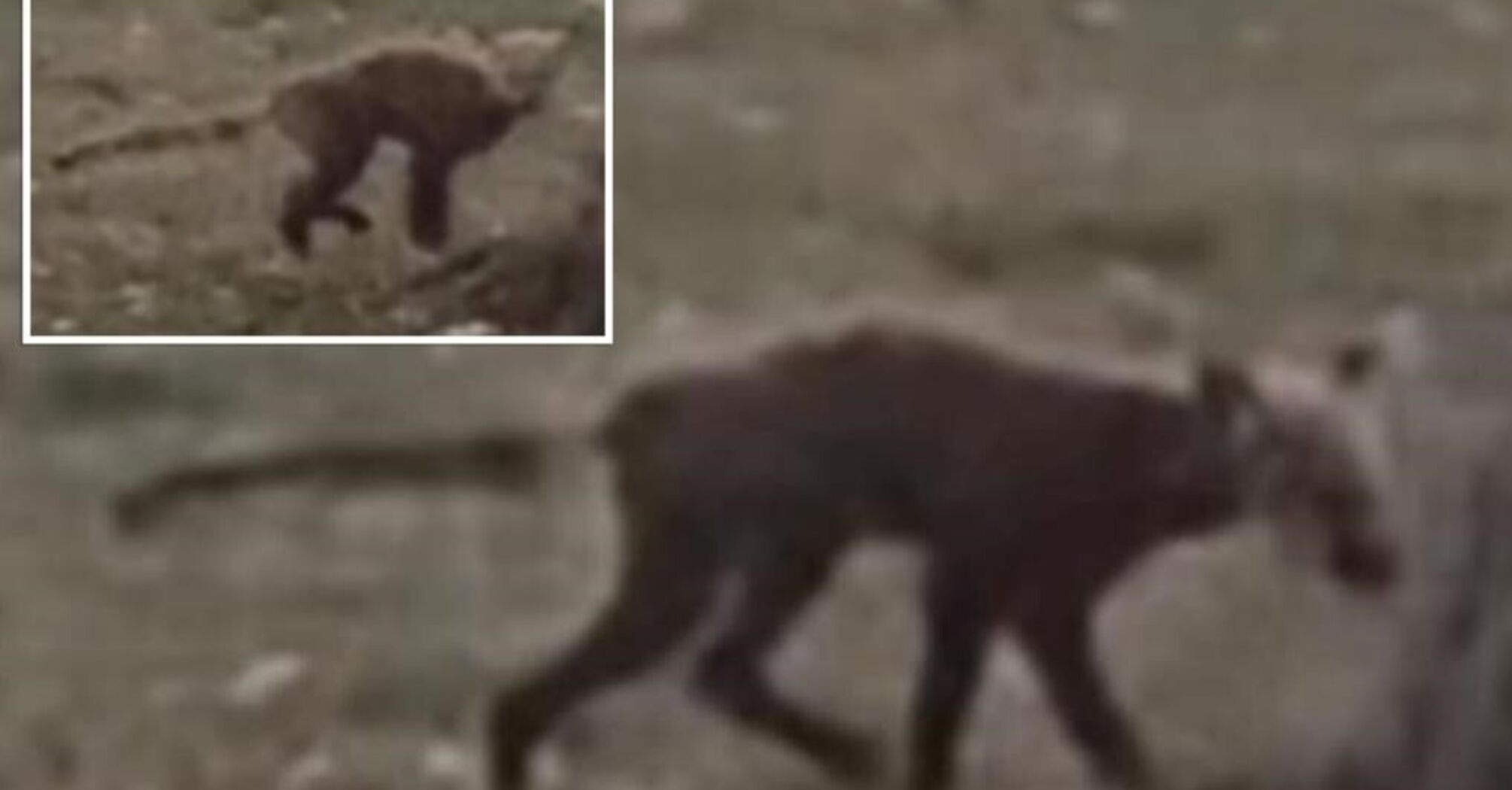 'I've never seen anything like it': a mysterious animal in a West Virginia park has baffled locals. Photos and video