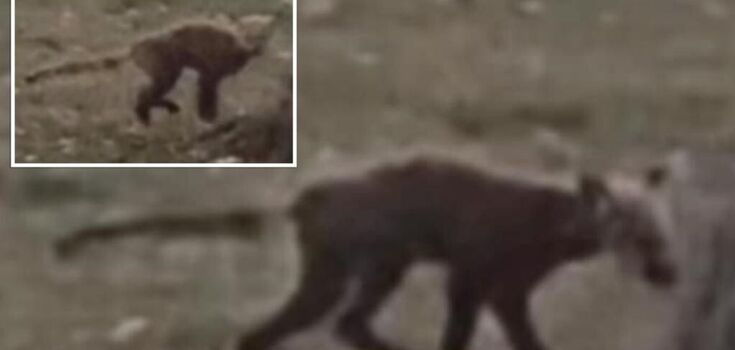 "I've never seen anything like it": a mysterious animal in a West Virginia park has baffled locals. Photos and video