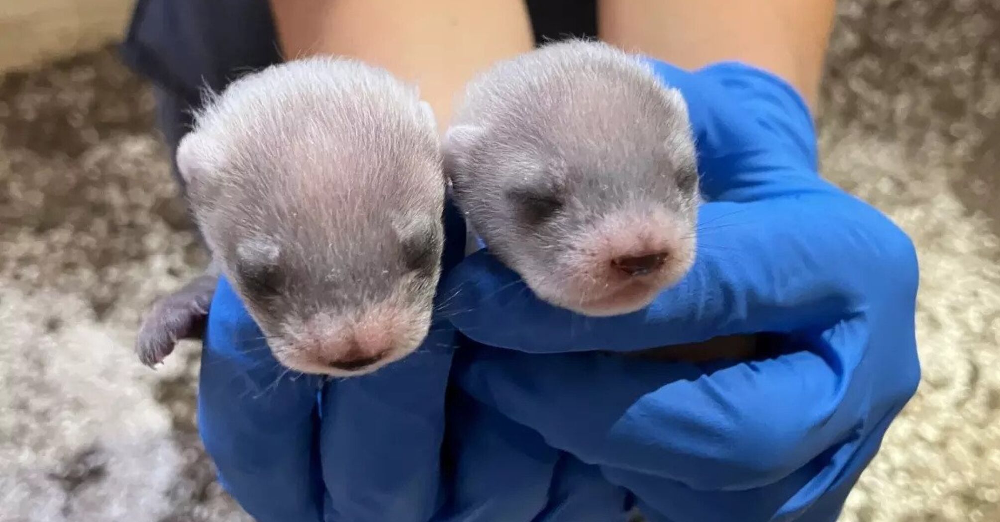 For the first time in history, a cloned ferret gave birth to cubs. Photo