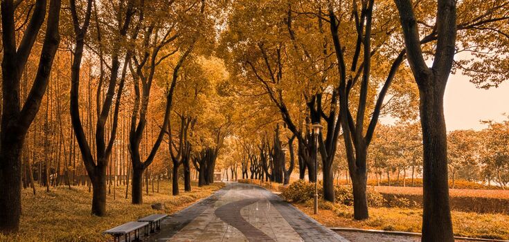 What holiday falls on November 12: calendar of events