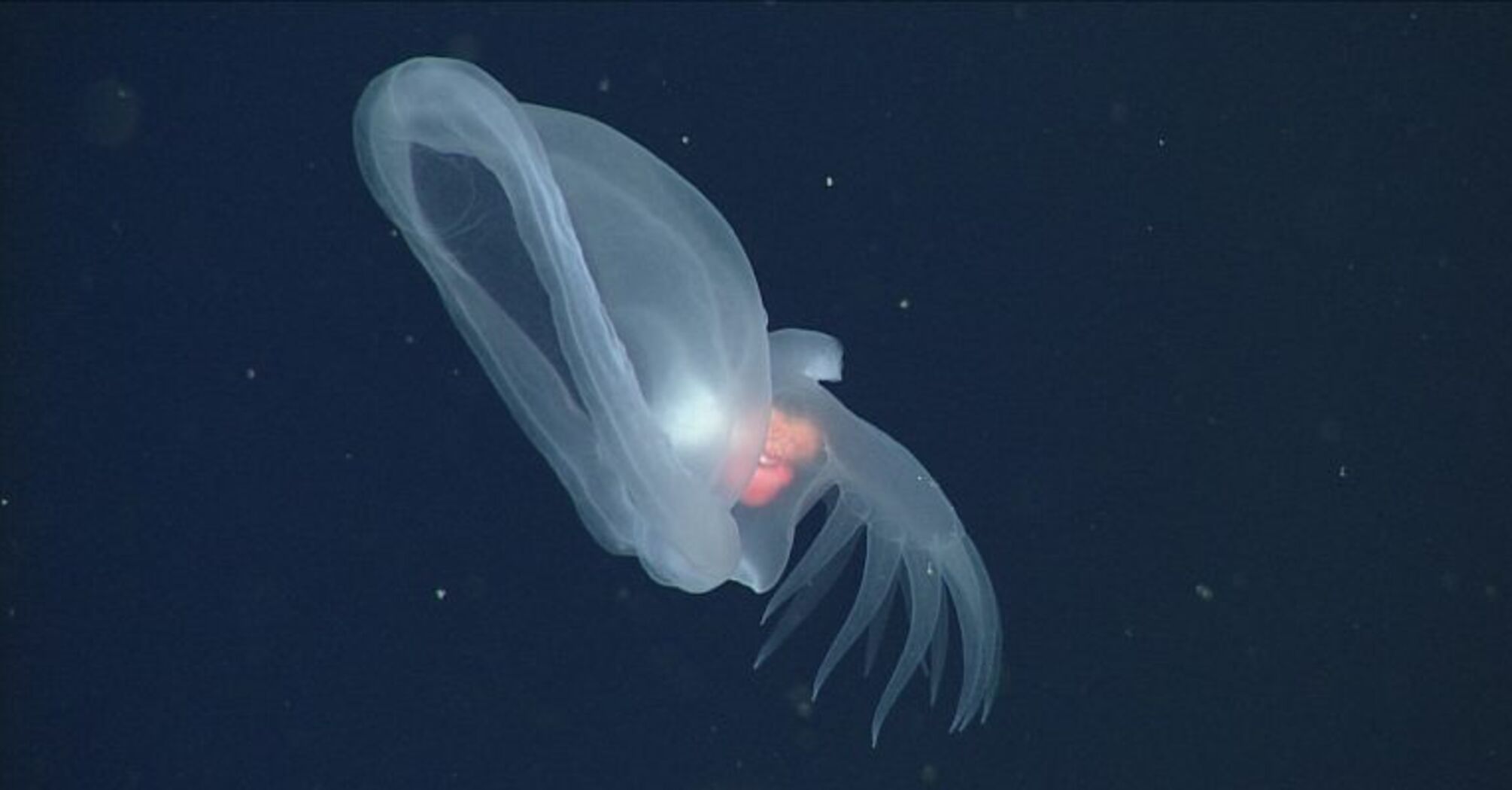 Flytrap mouth, paddle-like tail, and orange organs: a 'mysterious mollusk' discovered at the bottom of the Pacific Ocean. Photos and videos