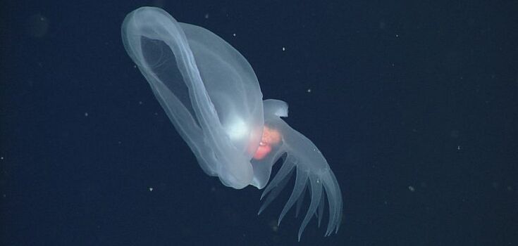 Flytrap mouth, paddle-like tail, and orange organs: a "mysterious mollusk" discovered at the bottom of the Pacific Ocean. Photos and videos