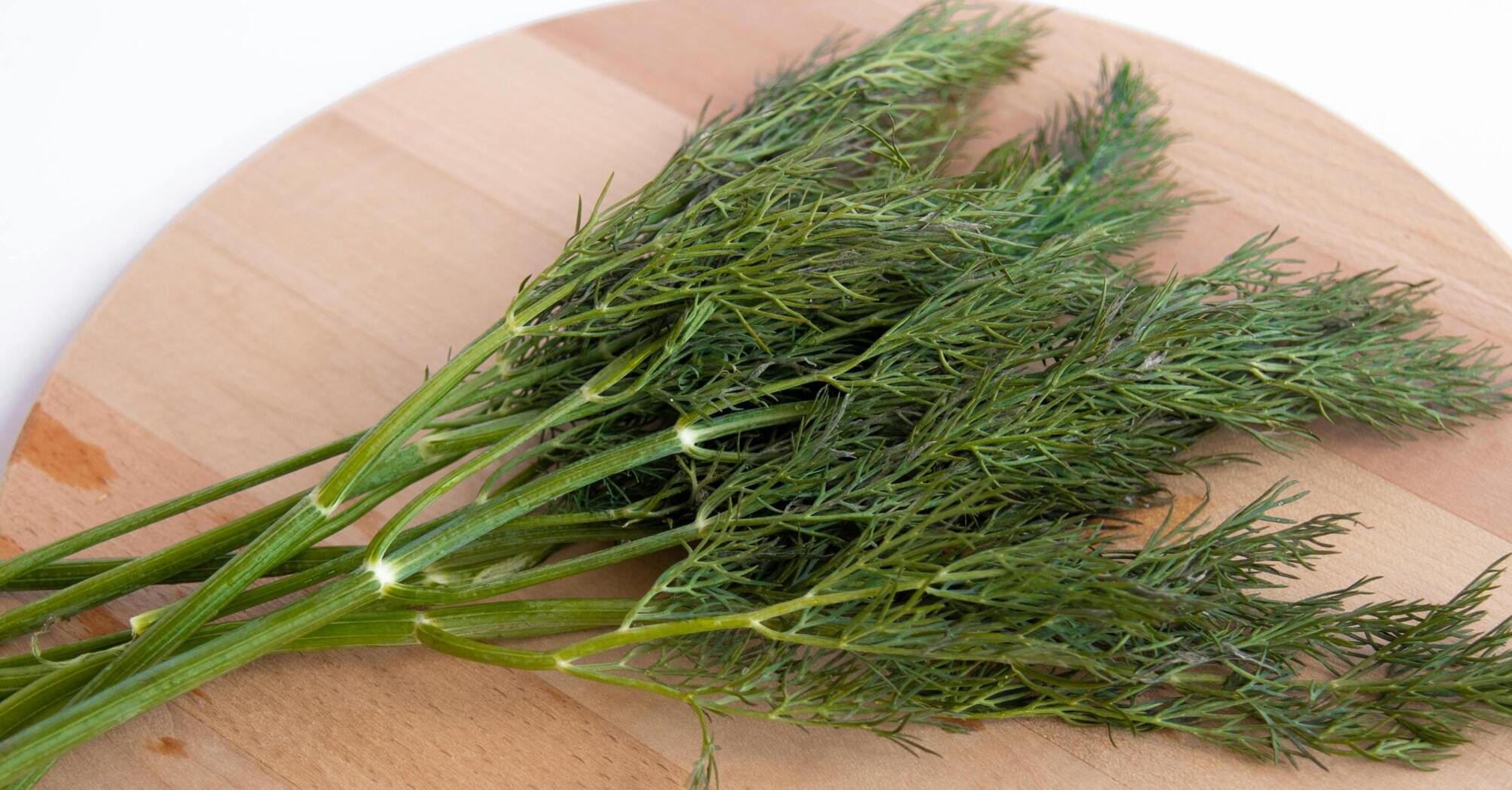 Fresh dill