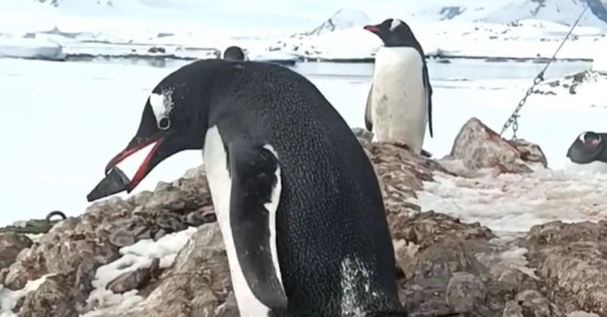 'Little thieves!' A video of penguins stealing pebbles near Vernadsky was posted online