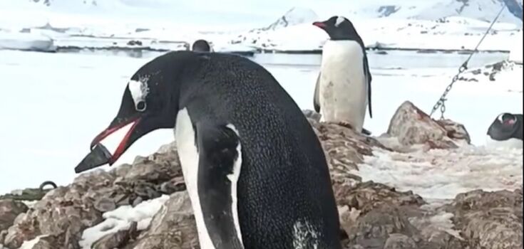 "Little thieves!" A video of penguins stealing pebbles near Vernadsky was posted online