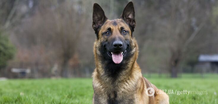Size matters: scientists have named the smartest dog breeds