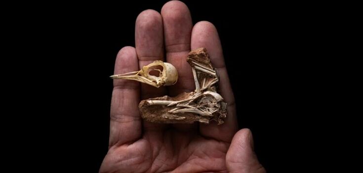A unique fossil from the dinosaur era reveals the secret of the emergence of intelligence in birds