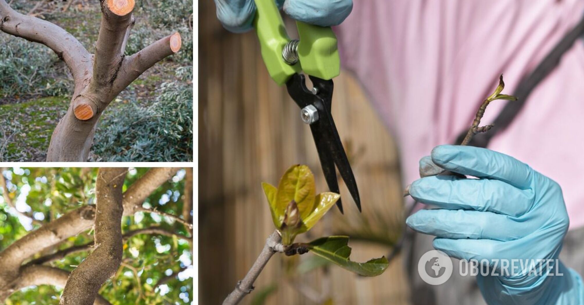 There will be more harvest: when and how to prune plums in the fall