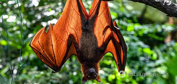 A study of vampire bats on a treadmill has revealed how they use blood for energy. Video