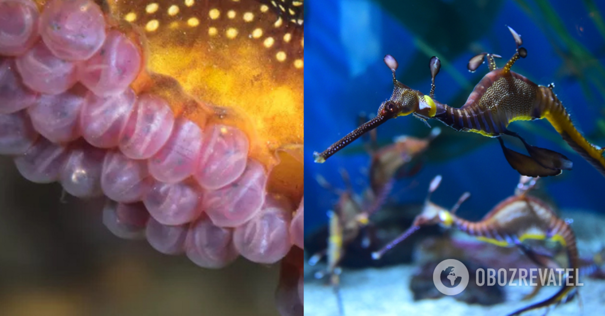 Incredible footage of a sea dragon carrying 250 eggs on its tail was filmed in Australia