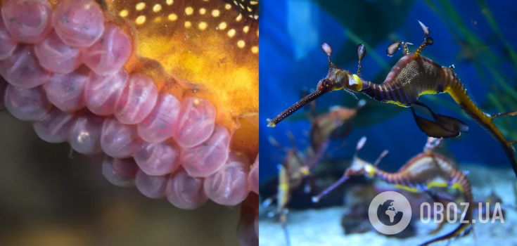 Incredible footage of a sea dragon carrying 250 eggs on its tail was filmed in Australia