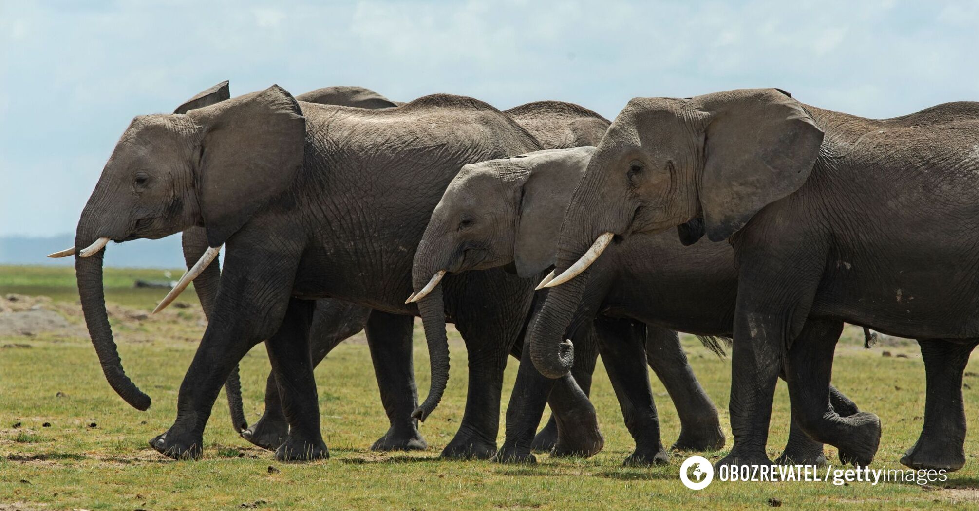 The largest animal on Earth is on the verge of extinction: the population of African elephants has decreased by 90% in half a century