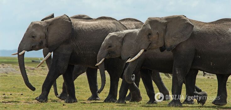 The largest animal on Earth is on the verge of extinction: the population of African elephants has decreased by 90% in half a century