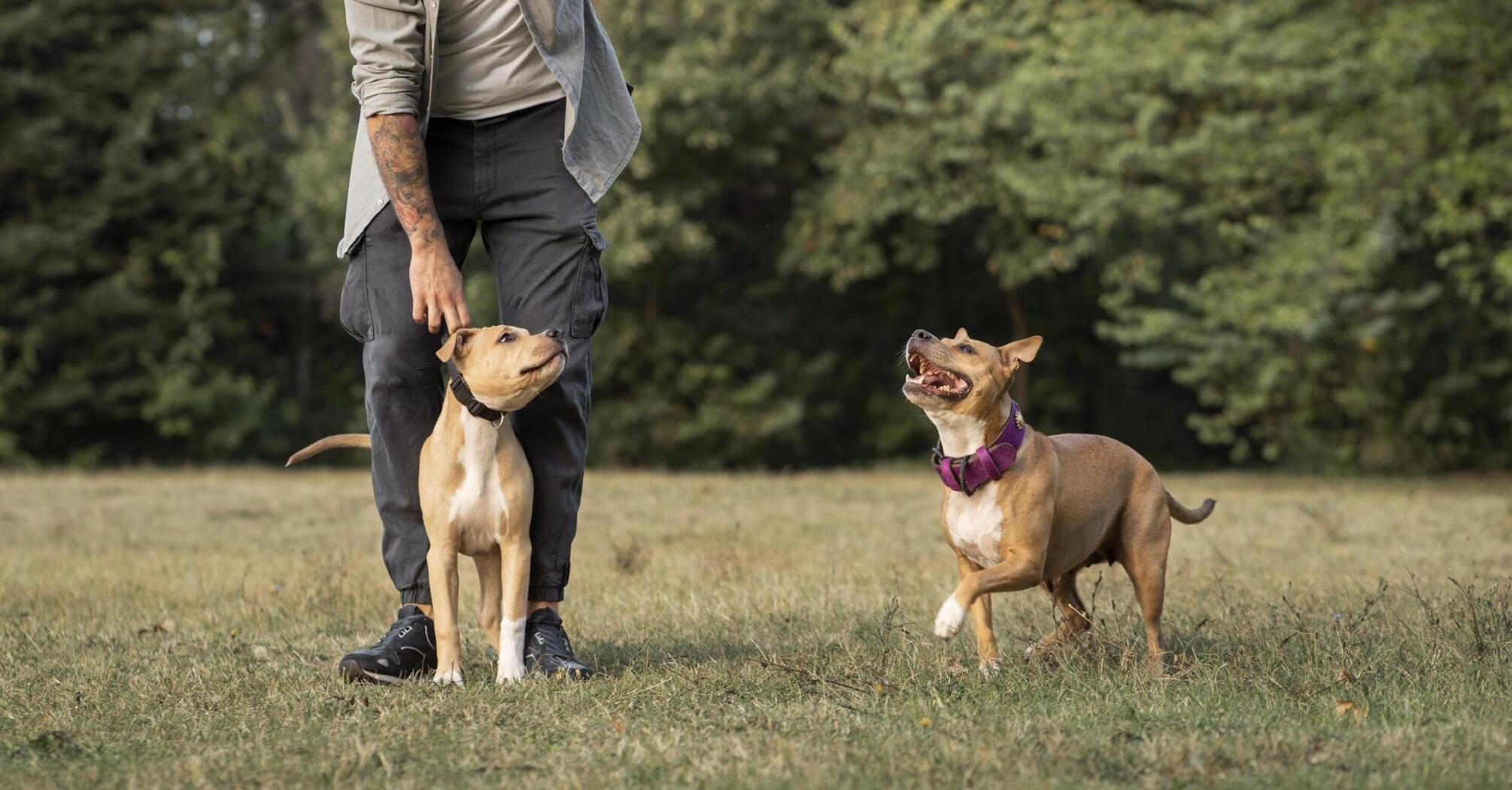 A dog handler named three breeds of dogs that are 'almost impossible' to train