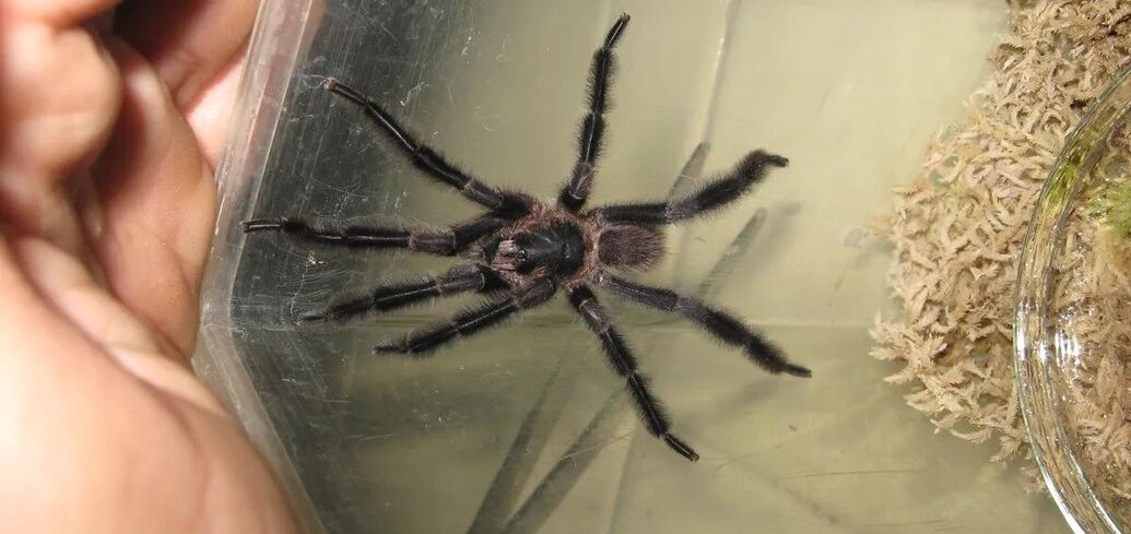 The largest and with the most hairy legs of its kind: a new species of tarantula found in Cuba. Photo