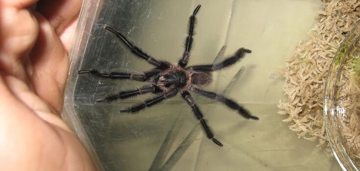 The largest and with the most hairy legs of its kind: a new species of tarantula found in Cuba. Photo