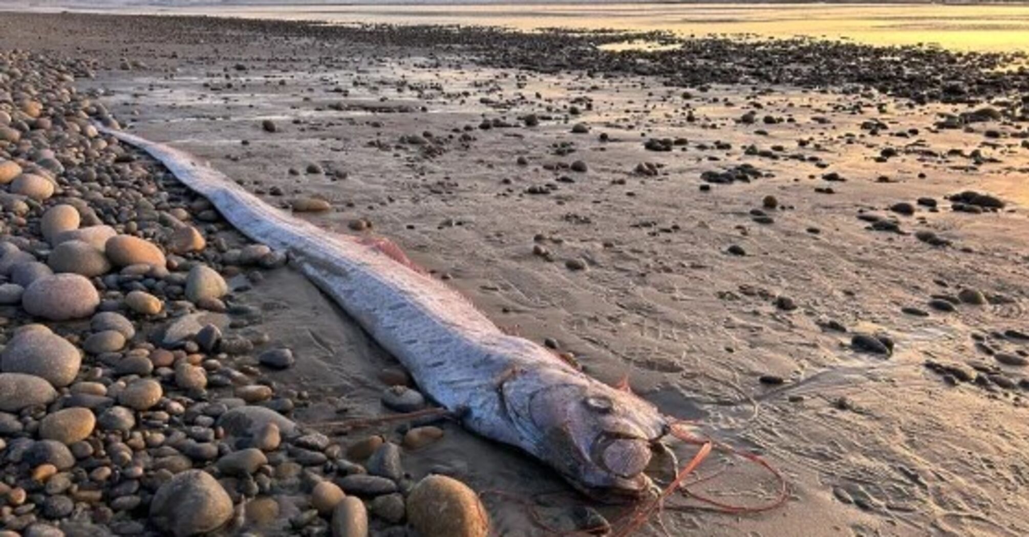 A 3-meter-long fish called a 'harbinger of disaster' washed up on a beach in California. Photo