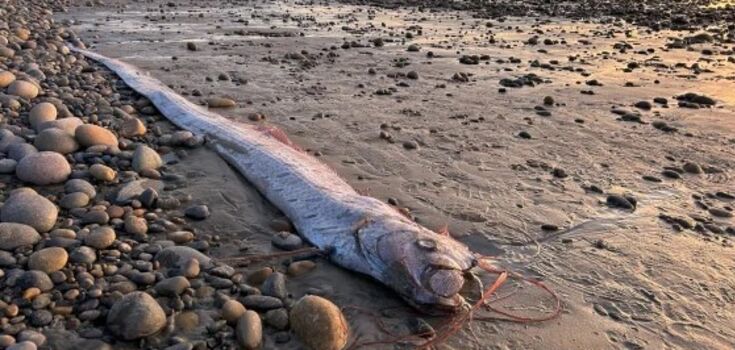A 3-meter-long fish called a "harbinger of disaster" washed up on a beach in California. Photo