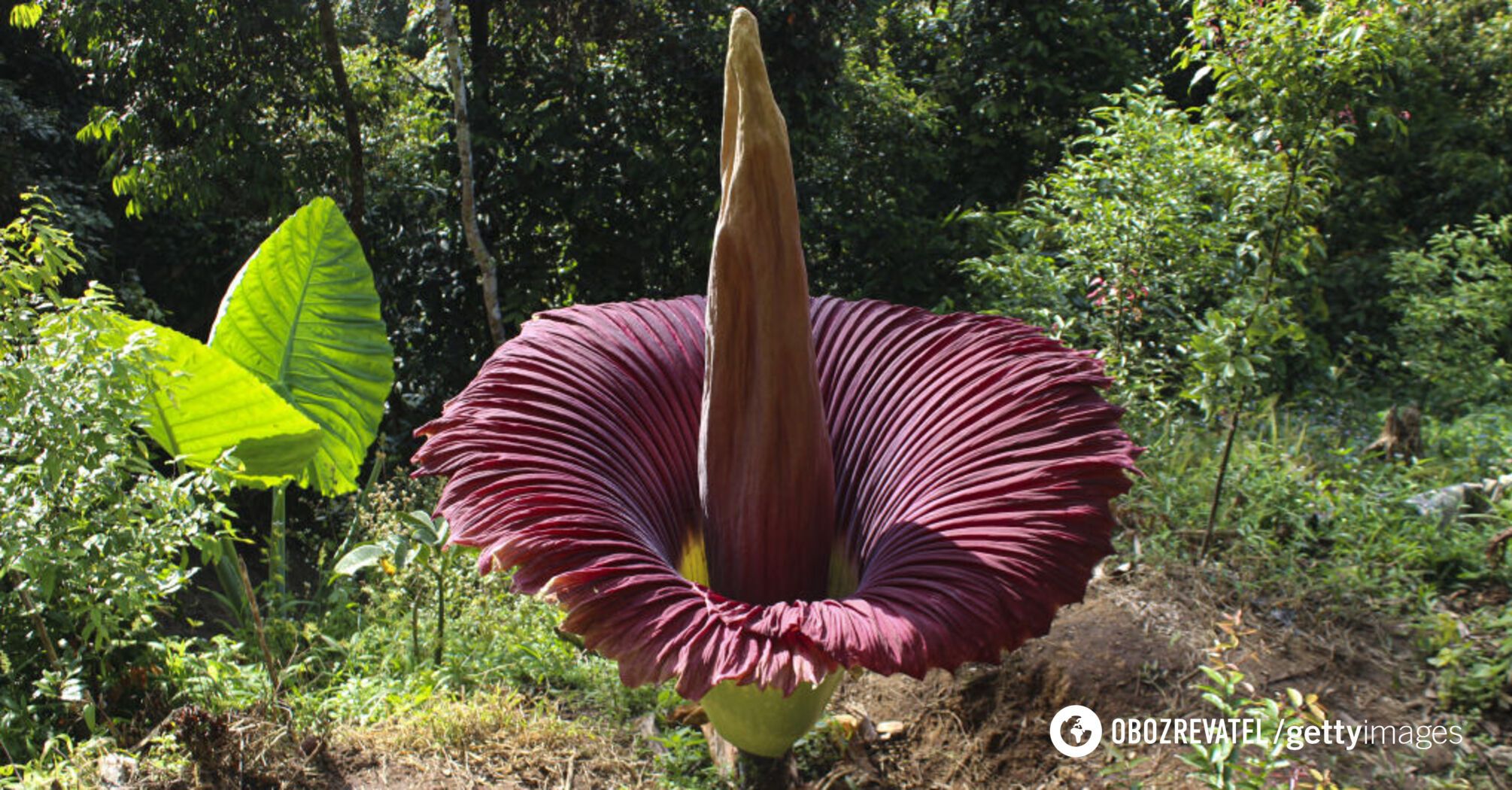 It smells like a dead possum: scientists have solved the mystery of the 'corpse flower' that blooms once every 10 years. Photo