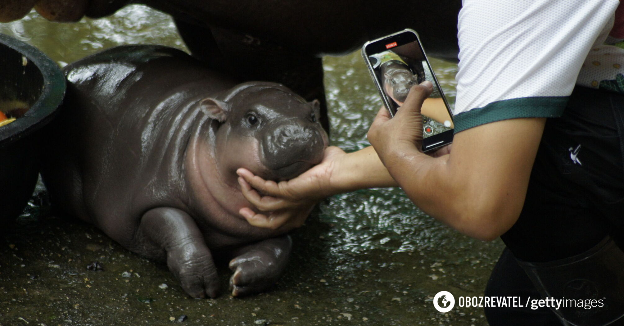 The most famous pygmy hippo now has her own song, which has already been translated into four languages. Video