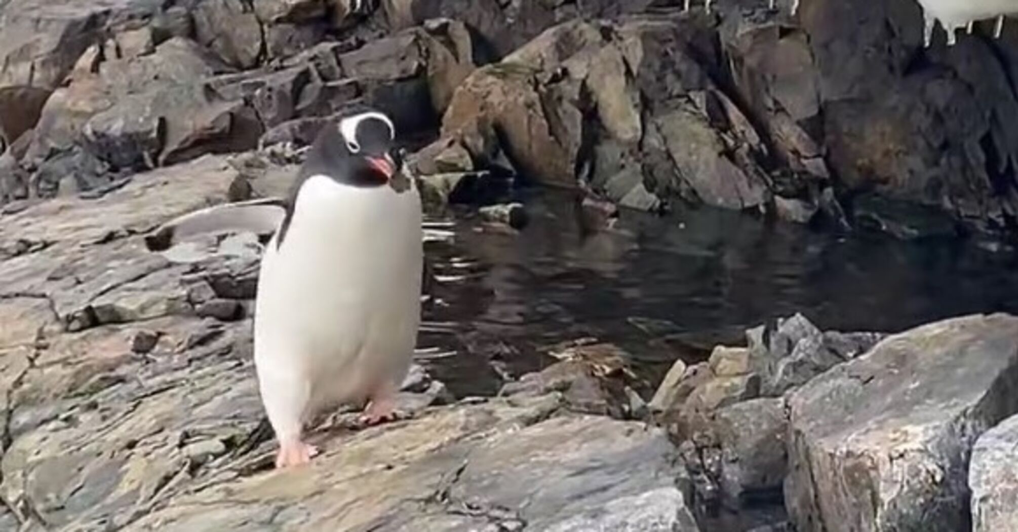 While some steal, others mine: Ukrainian shows video of penguins building nests near Vernadsky