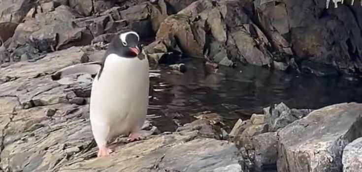 While some steal, others mine: Ukrainian shows video of penguins building nests near Vernadsky