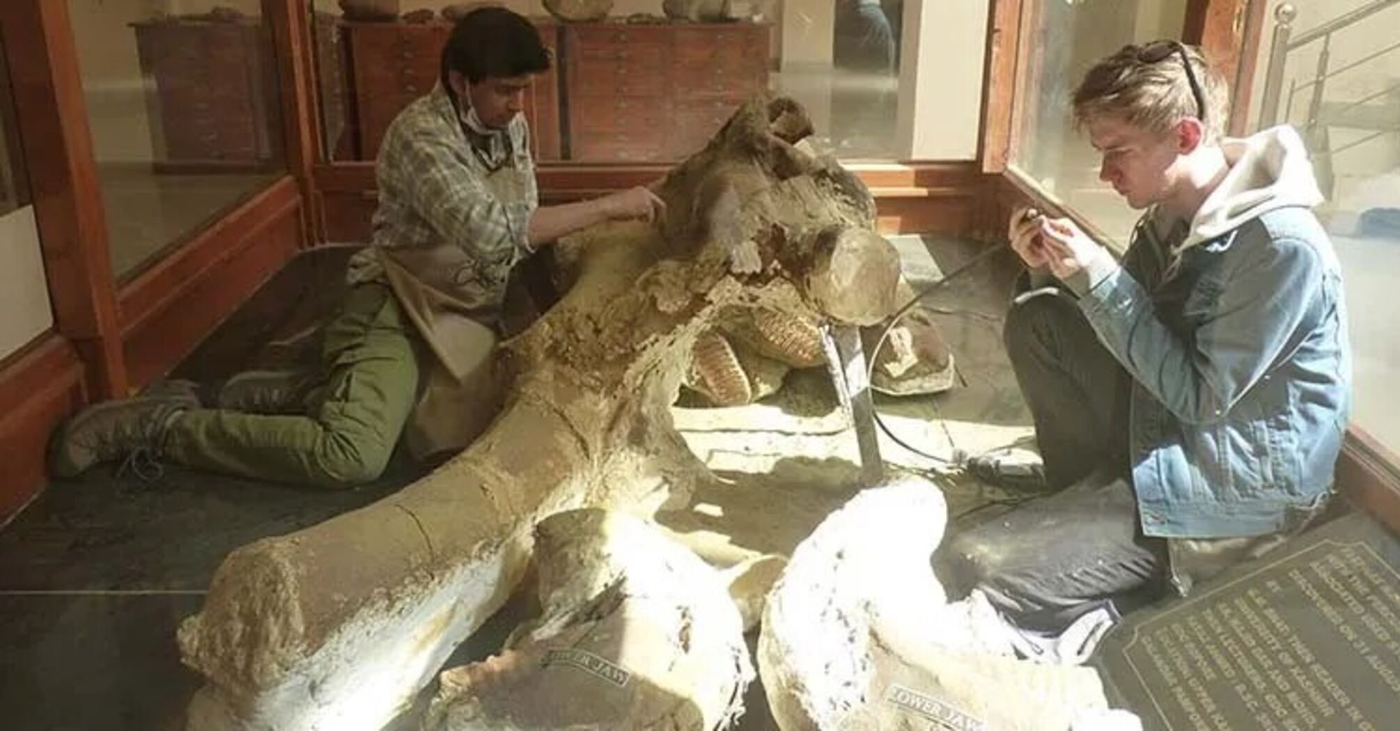 Giant elephant cemetery unearthed in India: they roamed the Earth 300 thousand years ago