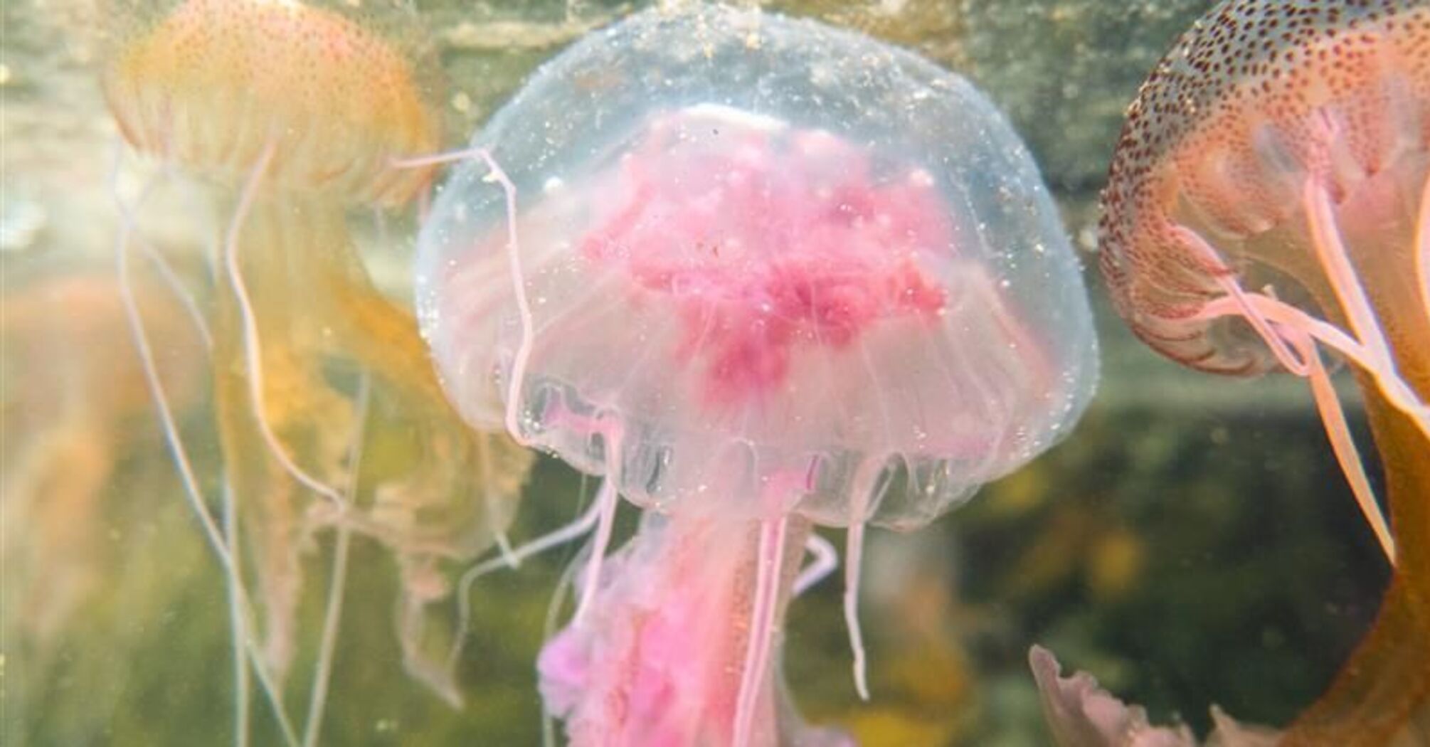 Like an apocalyptic scene: thousands of venomous jellyfish with three-meter long tentacles found washed up on UK beaches