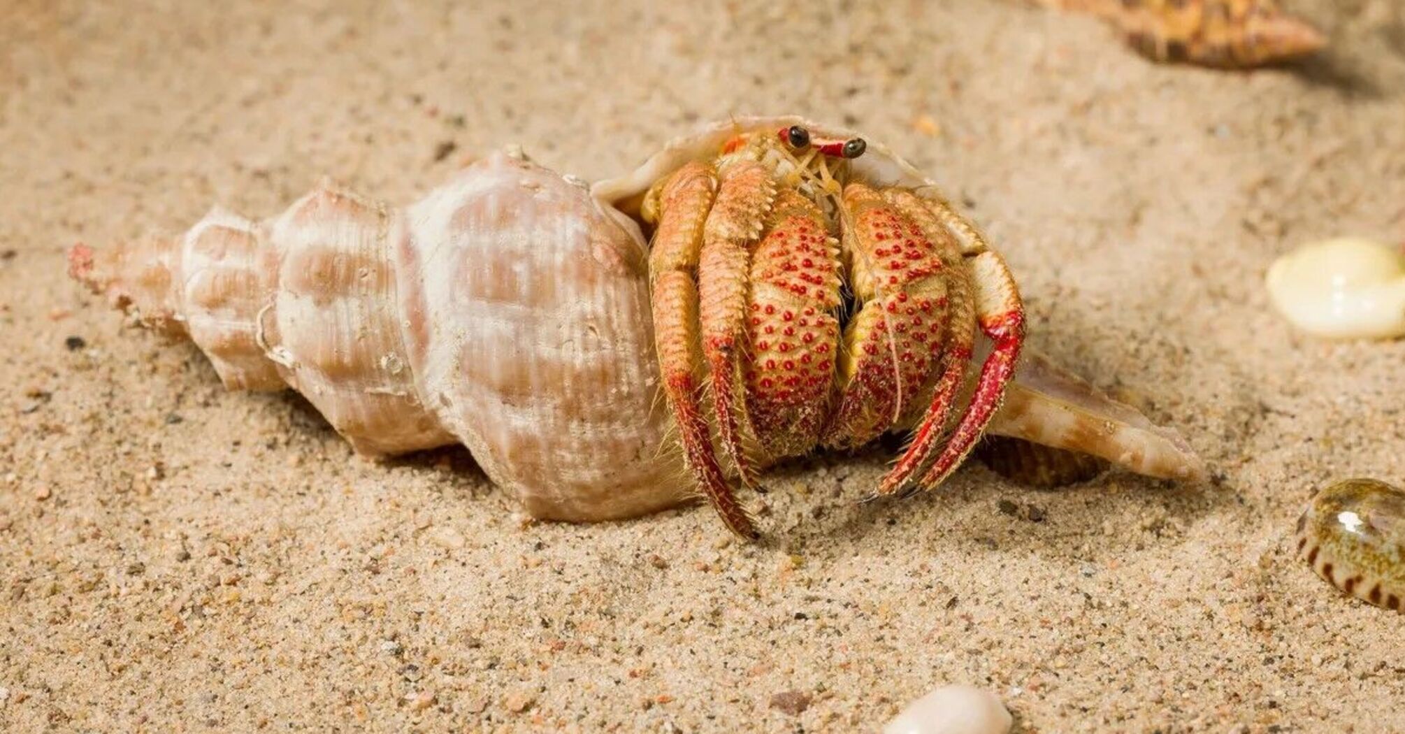 Scientists have introduced a new species of hermit crayfish: 'Strawberry claws' are strikingly bright. Photo.