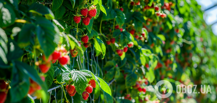 What to plant near raspberries so that they do not grow: useful tips