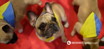 Gwiazdy je kochają: weterynarz nazywa popularną rasę psów bardzo podatną na złamania kości podczas codziennych czynności