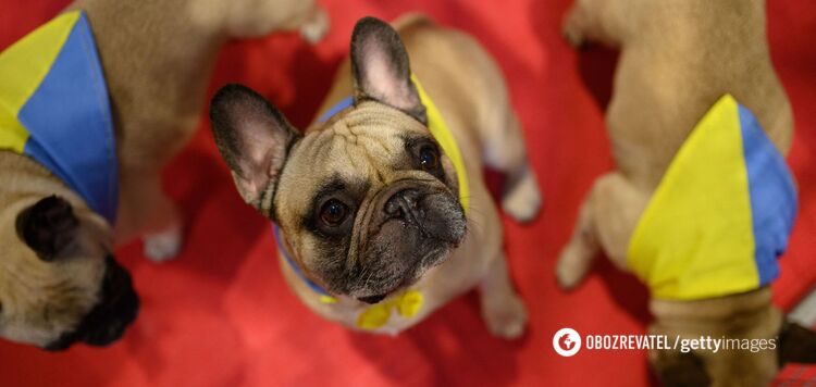 Gwiazdy je kochają: weterynarz nazywa popularną rasę psów bardzo podatną na złamania kości podczas codziennych czynności