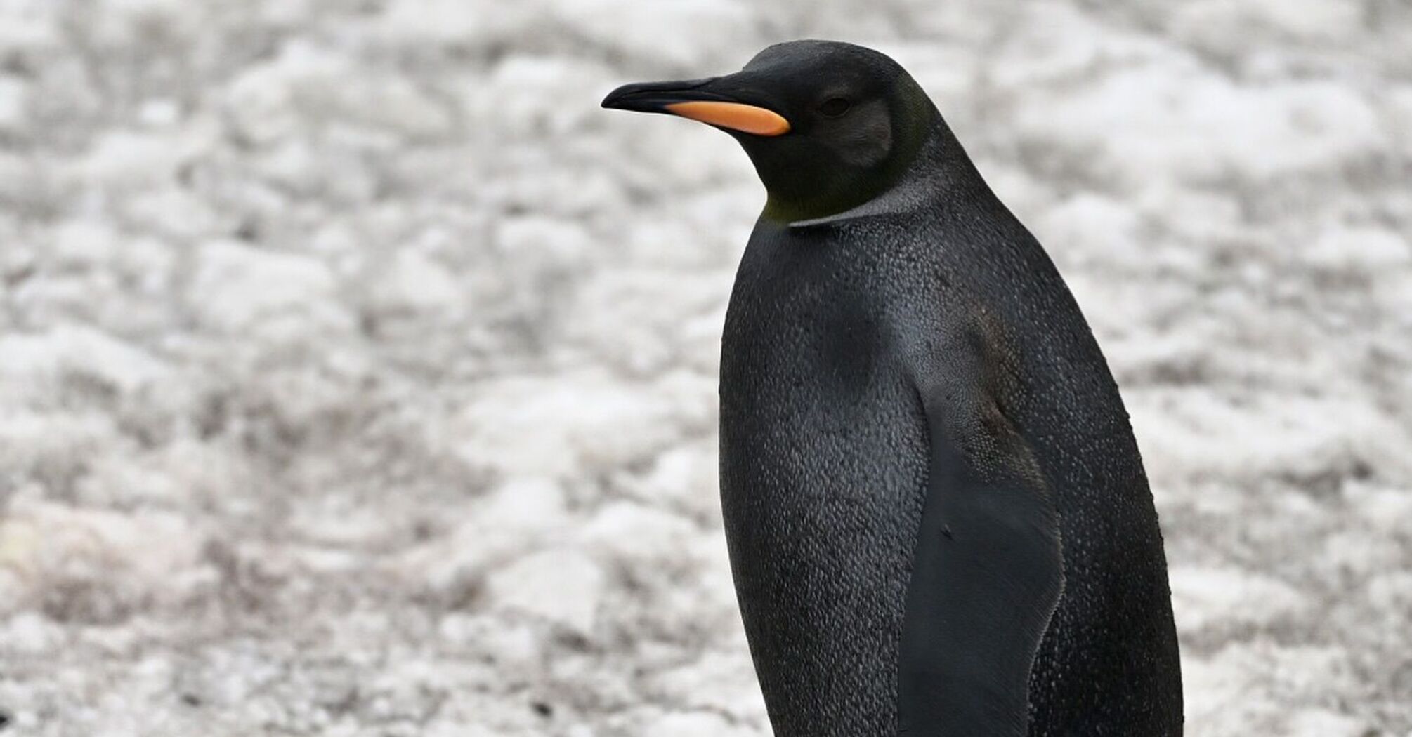 Photographer captures rare black penguin on South Georgia island: impressive footage