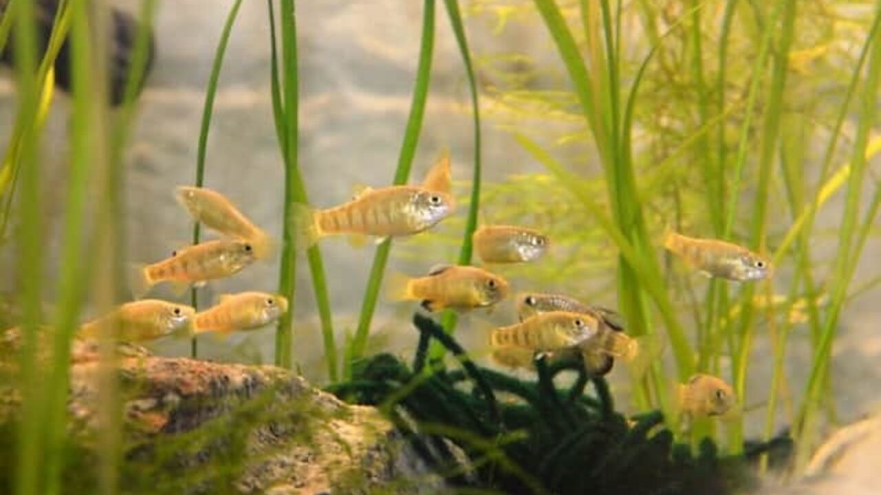 The British zoo saved the loneliest fish in the world from extinction. Photo
