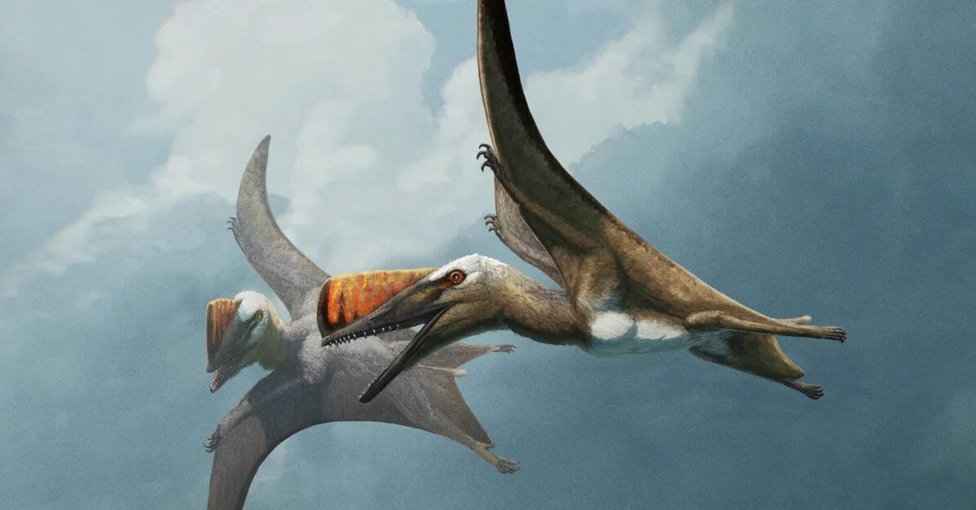 A newly discovered species with a sword tail has clarified key stages of pterosaurs' evolution. Photo