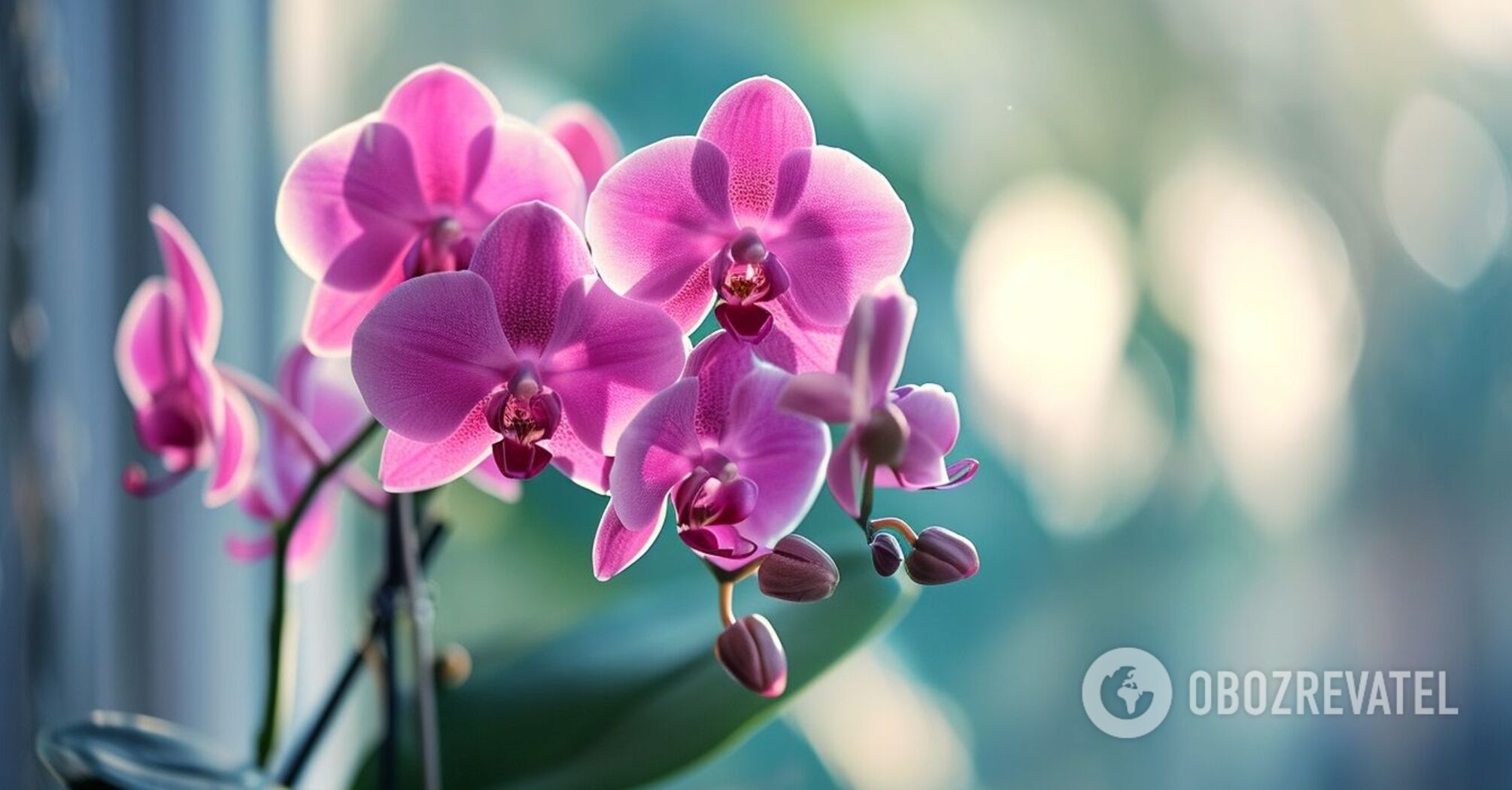 Can orchids be sprayed: how not to harm flowers