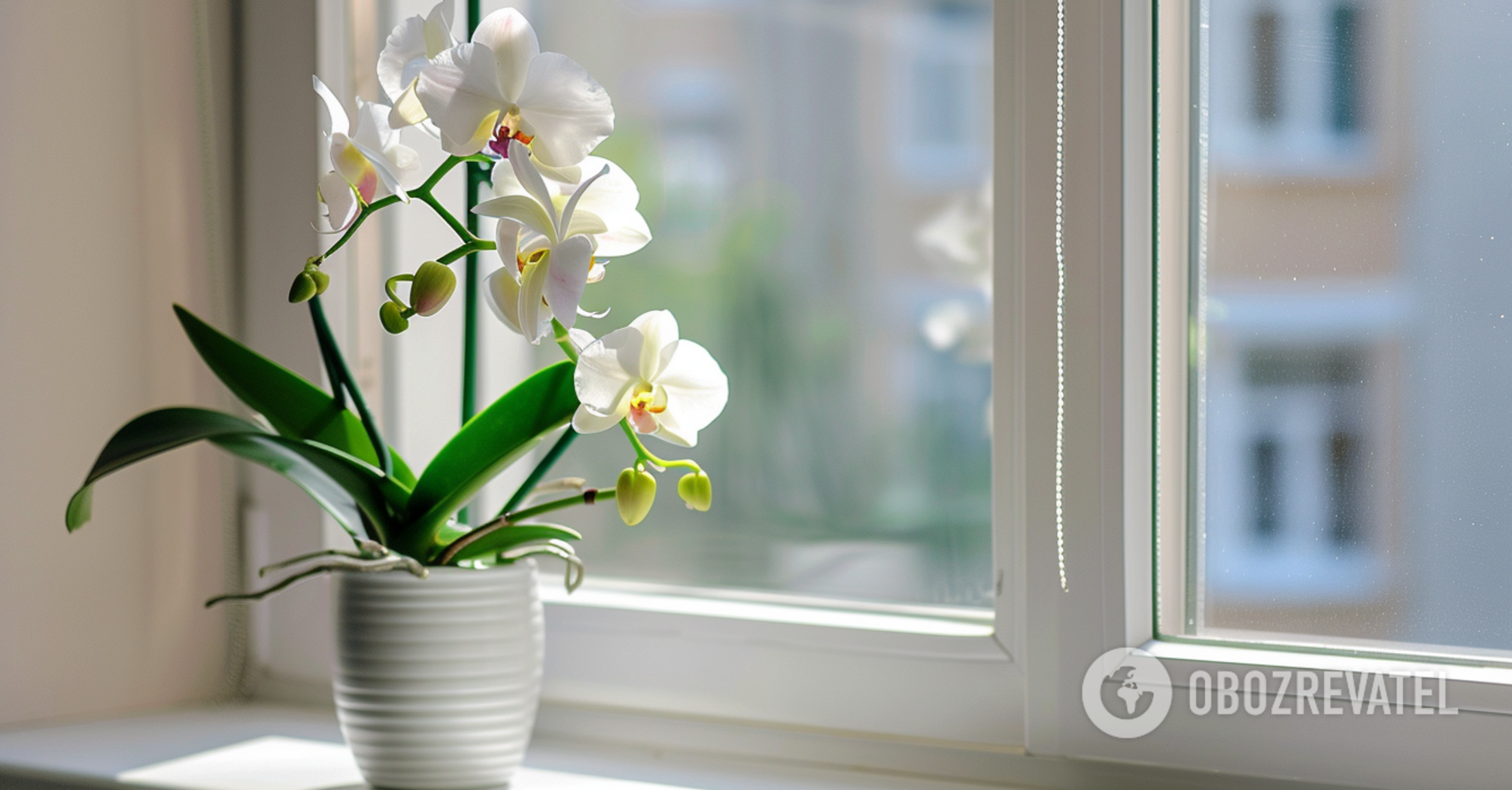 There are two rules: how to make an orchid bloom for 6 months