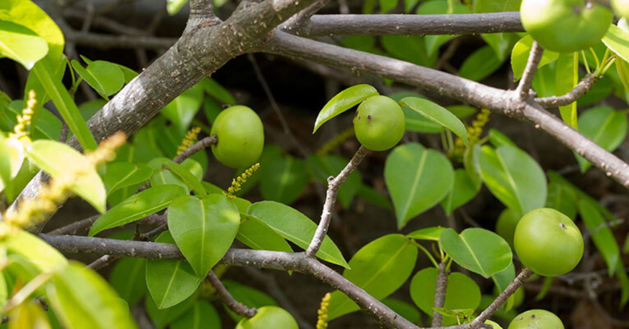 What does the world's most dangerous tree look like and what is the "apple of death"