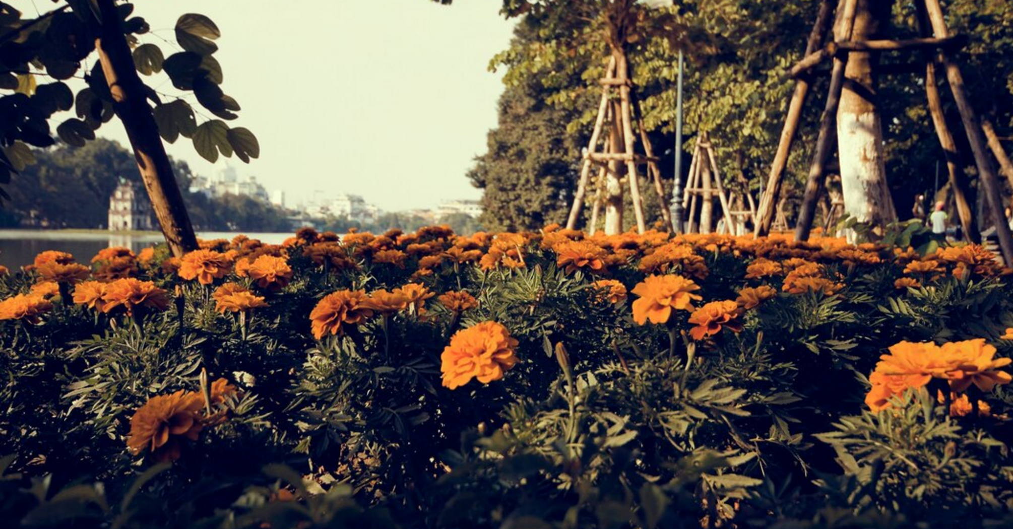 You can ruin the harvest: where not to plant marigolds in the garden