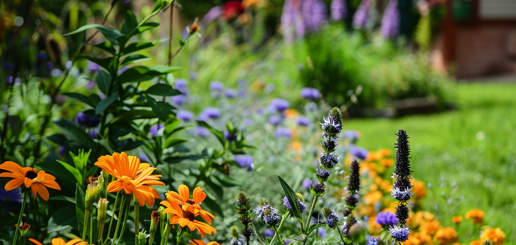 What summer flowers can be sown in December: not all gardeners know this