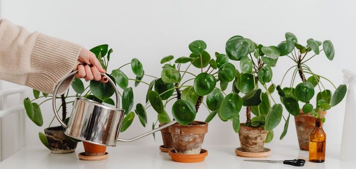 How to water and where to put indoor flowers in winter: main tips