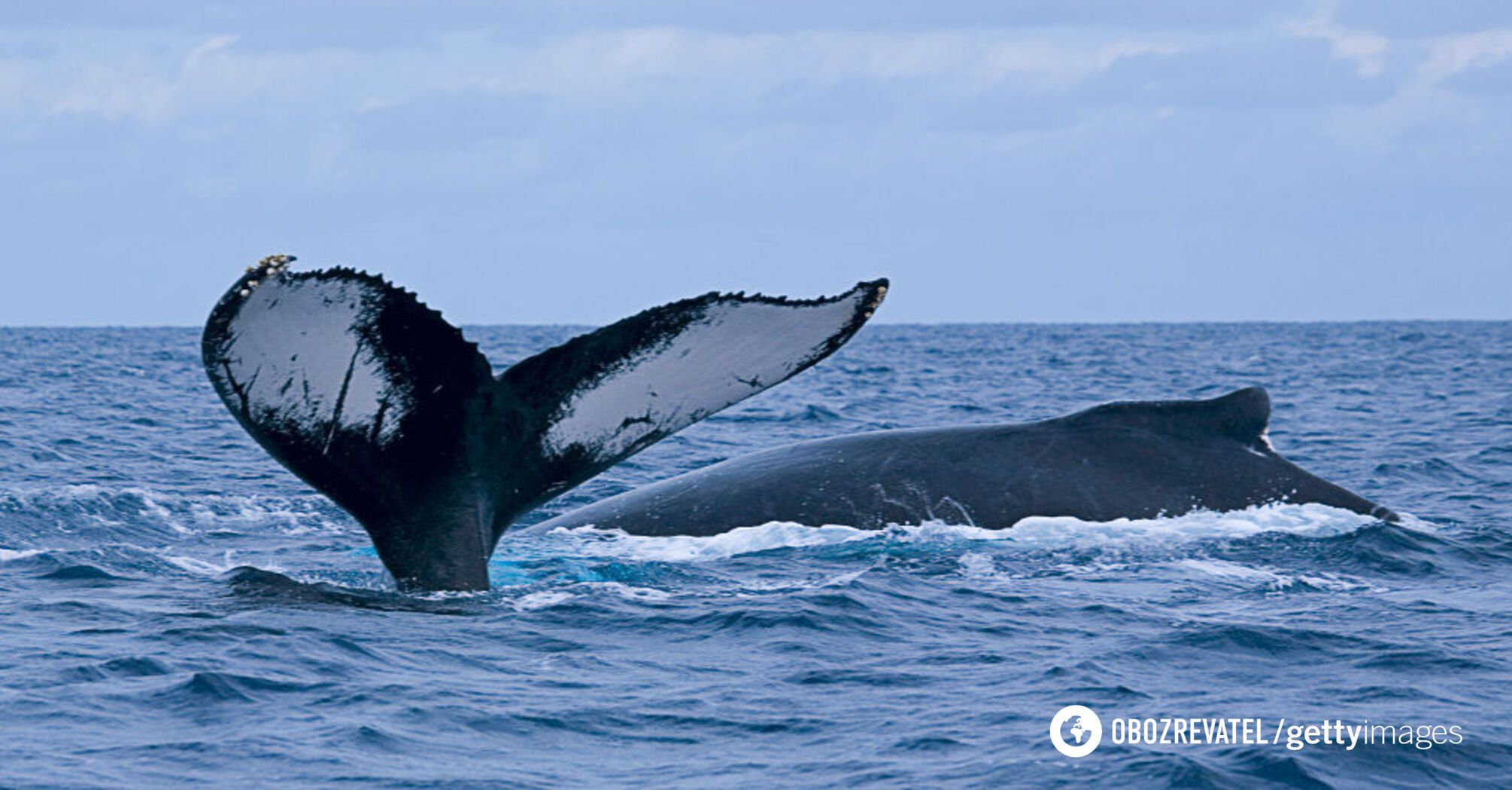 Scientists have studied whales' hearing for the first time and were shocked by the result: how one of the smartest animals on Earth perceives the world